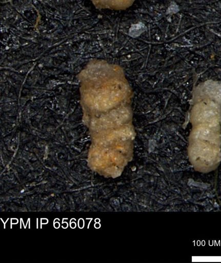 Ammobaculites euides