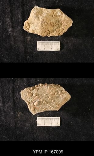 Cyrtolites sp.