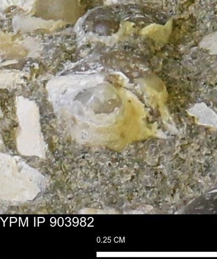 Corbulamella sp.