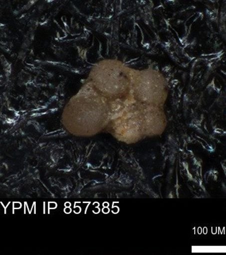 undet. Foraminiferida