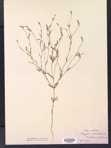 Polygala verticillata
