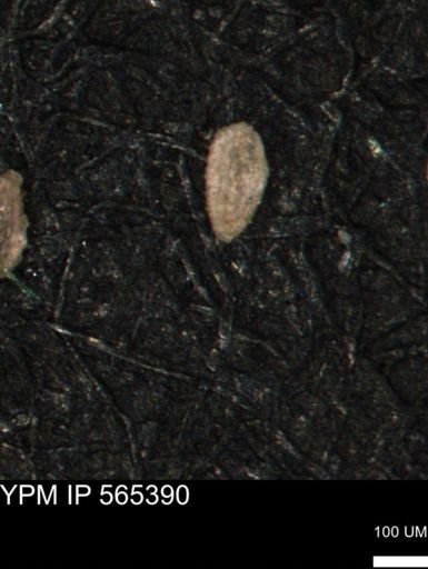Spirolocammina planula