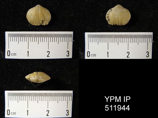 Wilsonella? compressa