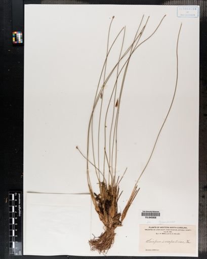 Scirpus caespitosus