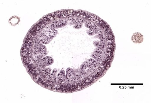 Hydra oligactis