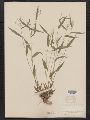 Panicum boreale