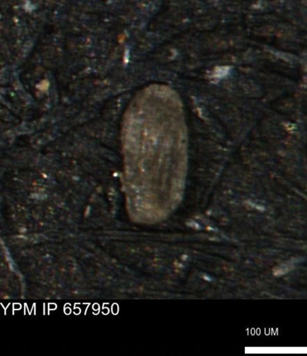 Miliammina ischnia