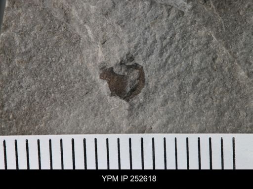 Eurypterida?