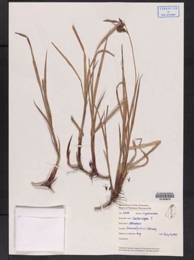 Carex nigra