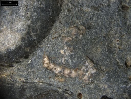 Aplocoma damesii