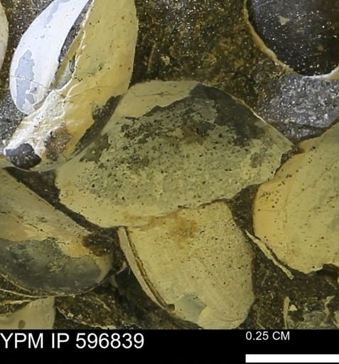 undet. Bivalvia