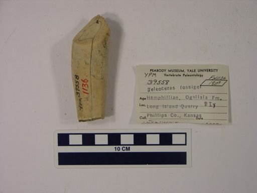 Teleoceras fossiger