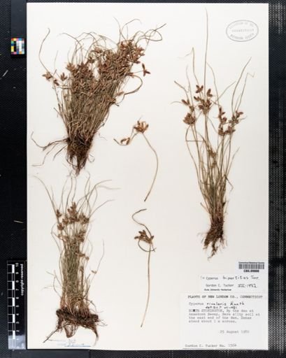 Cyperus rivularis
