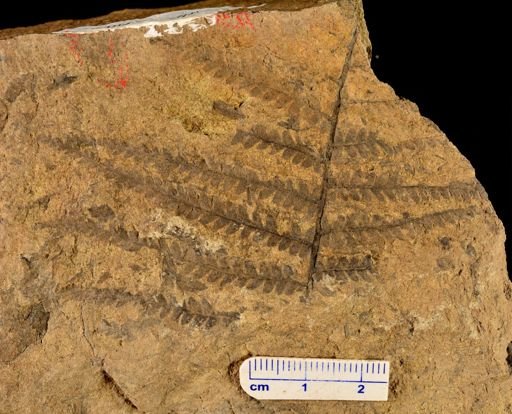 Microphyllopteris gieseckiana