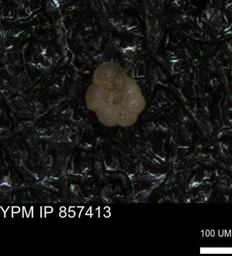 undet. Foraminiferida