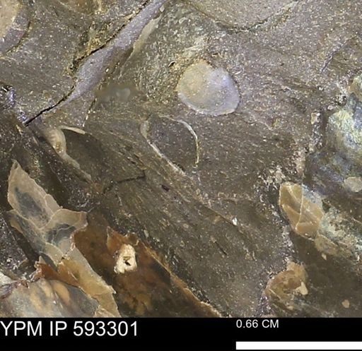 undet. Bivalvia