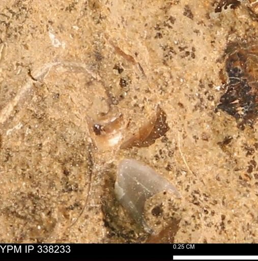 undet. Bivalvia