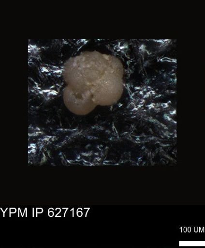 undet. Foraminiferida