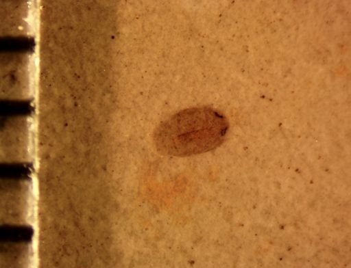 undet. Coleoptera