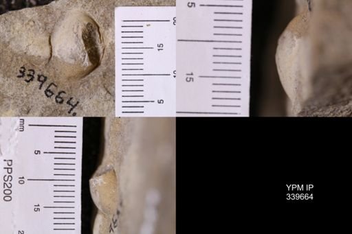Corbicula fracta
