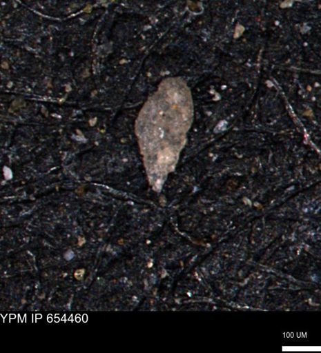 Bimonilina variana
