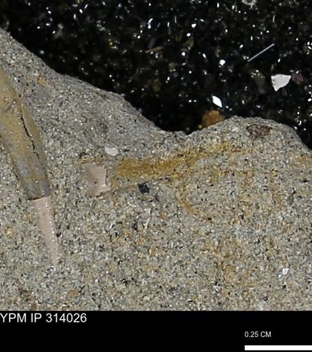 undet. Scaphopoda