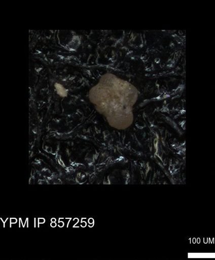 undet. Foraminiferida