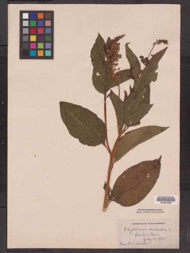 Phytolacca americana
