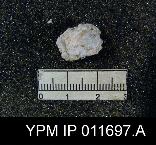 Marginifera manzanica