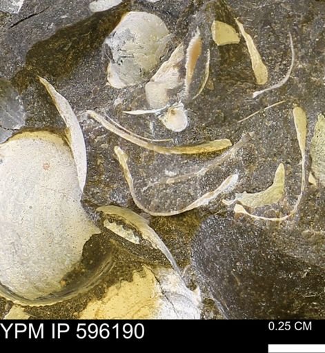 Limopsis striatopunctatus