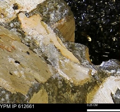 undet. Bivalvia