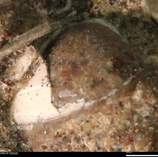 Corbulamella gregaria