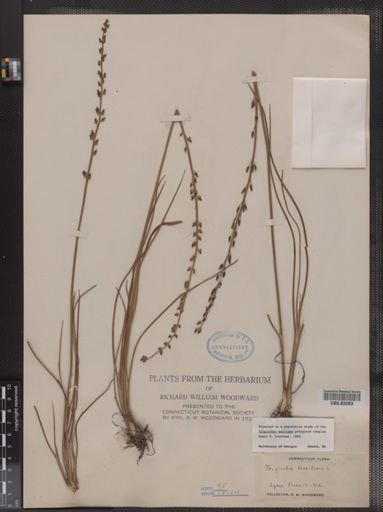 Triglochin maritima