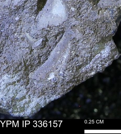 undet. Bivalvia