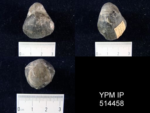 Gypidula sp.