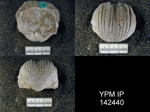 Productus (Dictyoclostus) indicus
