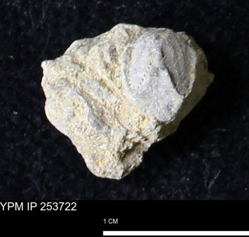 Pentremites sp.