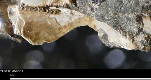 undet. Bivalvia