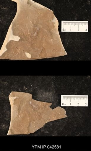 Hexapoda