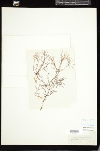 Gelidium glandulaefolium