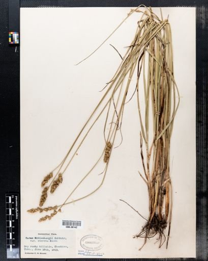 Carex muehlenbergii