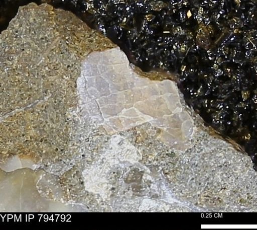 Phelopteria linguaeformis