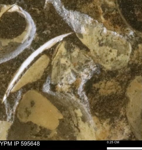 Protocardia sp.