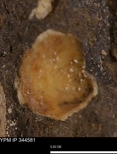 undet. Mollusca