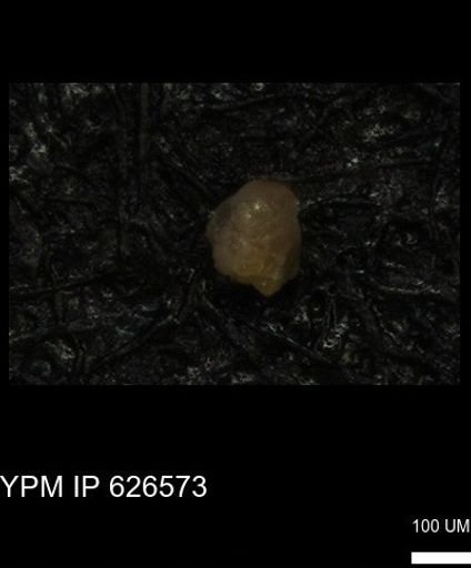 undet. Foraminiferida
