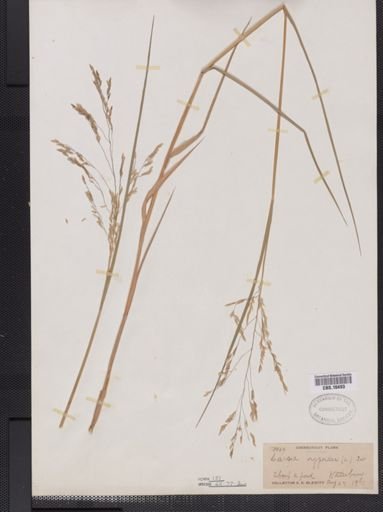 Leersia oryzoides