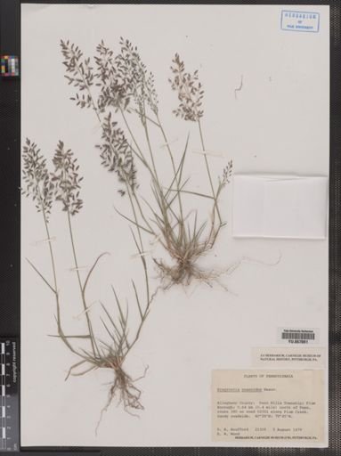 Eragrostis poaeoides