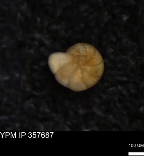 undet. Foraminiferida