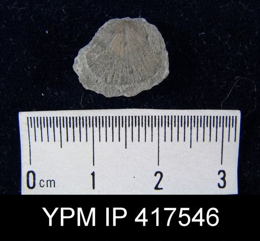 undet. Orthida