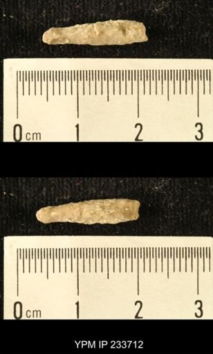 Archaeocidaris sp.